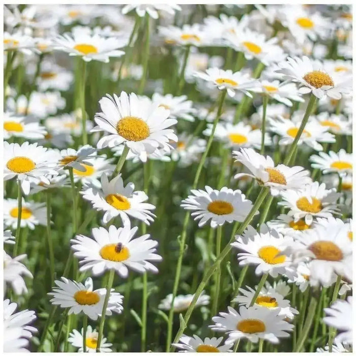Shasta Daisy (BareRoots) Perennial Shrub - Caribbean garden seed