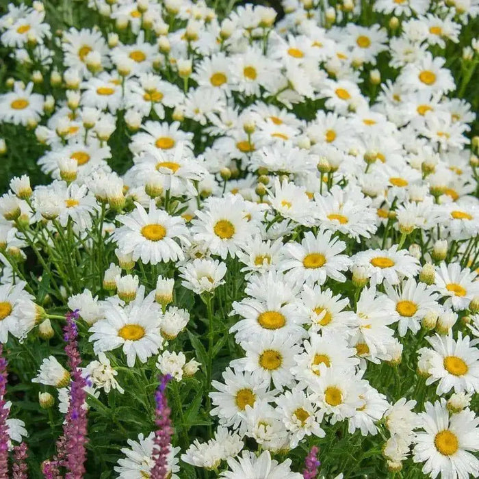 Shasta Daisy (BareRoots) Perennial Shrub - Caribbean garden seed