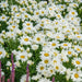 Shasta Daisy (BareRoots) Perennial Shrub - Caribbean garden seed