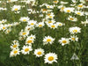 Shasta Daisy (BareRoots) Perennial Shrub - Caribbean garden seed