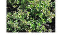 Shepherd's Thyme Seeds , Perennial Herb - Caribbean garden seed