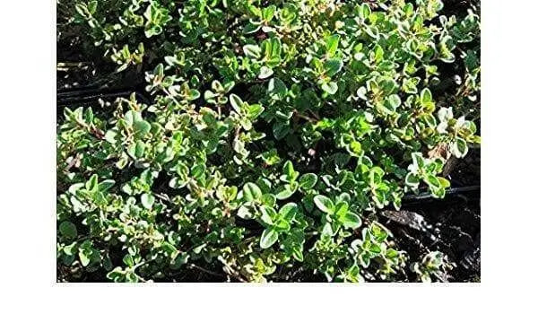 Shepherd's Thyme Seeds , Perennial Herb - Caribbean garden seed