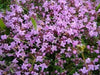 Shepherd's Thyme Seeds , Perennial Herb - Caribbean garden seed