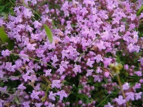 Shepherd's Thyme Seeds , Perennial Herb - Caribbean garden seed
