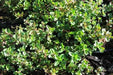 Shepherd's Thyme Seeds , Perennial Herb - Caribbean garden seed