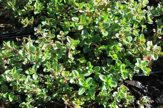 Shepherd's Thyme Seeds , Perennial Herb - Caribbean garden seed