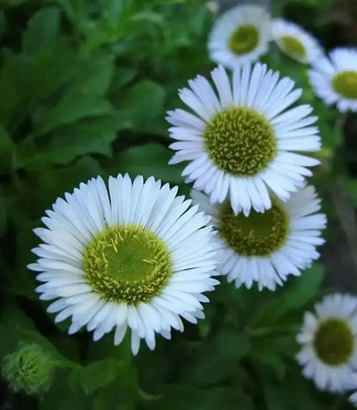 Seaside daisy Seeds (Erigeron glaucus Albus) Perennial flowers, Us Native - Caribbean garden seed