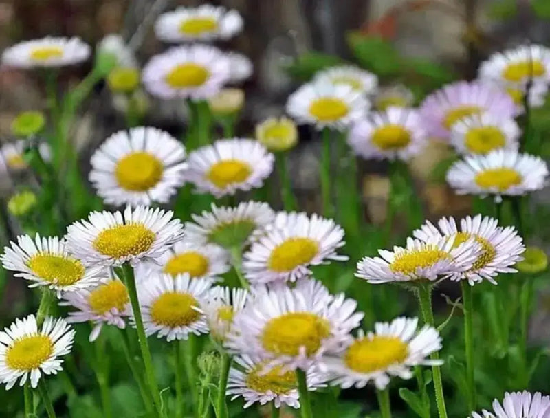 Seaside daisy Seeds (Erigeron glaucus Albus) Perennial flowers, Us Native - Caribbean garden seed