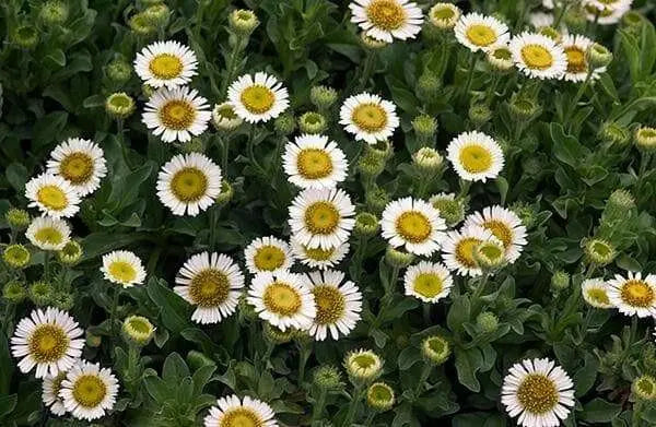 Seaside daisy Seeds (Erigeron glaucus Albus) Perennial flowers, Us Native - Caribbean garden seed