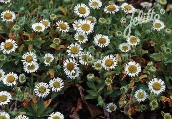 Seaside daisy Seeds (Erigeron glaucus Albus) Perennial flowers, Us Native - Caribbean garden seed