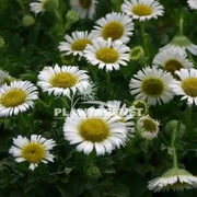 Seaside daisy Seeds (Erigeron glaucus Albus) Perennial flowers, Us Native - Caribbean garden seed