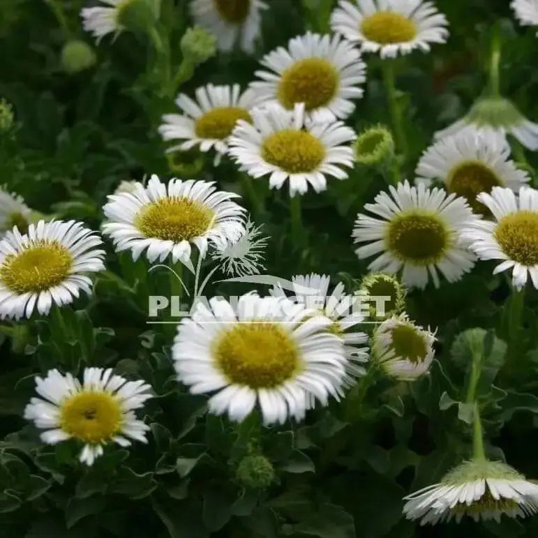 Seaside daisy Seeds (Erigeron glaucus Albus) Perennial flowers, Us Native - Caribbean garden seed