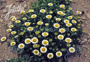 Seaside daisy Seeds (Erigeron glaucus Albus) Perennial flowers, Us Native - Caribbean garden seed