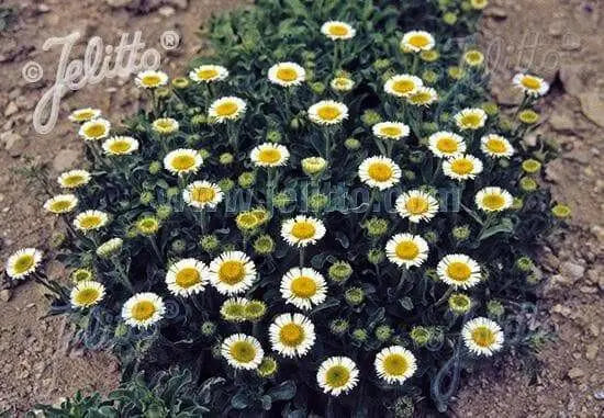 Seaside daisy Seeds (Erigeron glaucus Albus) Perennial flowers, Us Native - Caribbean garden seed