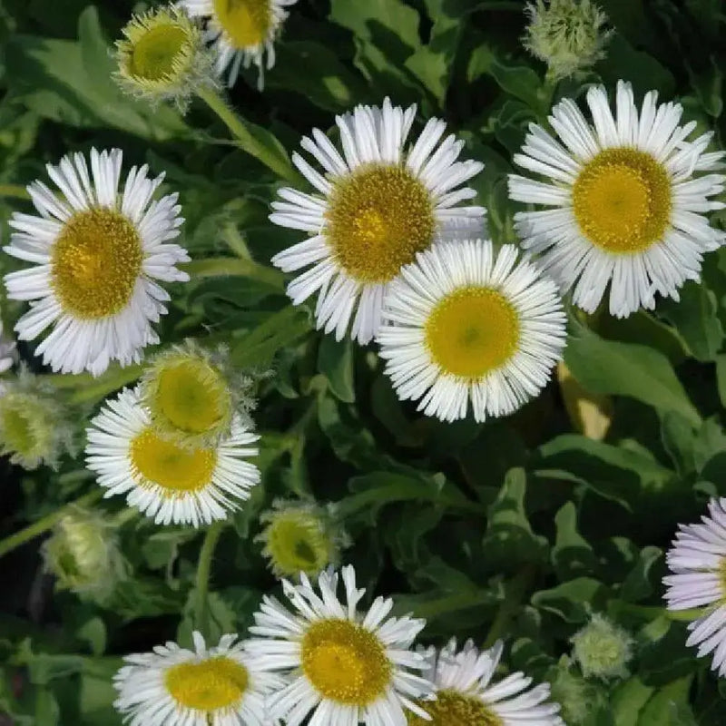 Seaside daisy Seeds (Erigeron glaucus Albus) Perennial flowers, Us Native - Caribbean garden seed