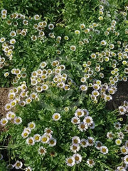 Seaside daisy Seeds (Erigeron glaucus Albus) Perennial flowers, Us Native - Caribbean garden seed