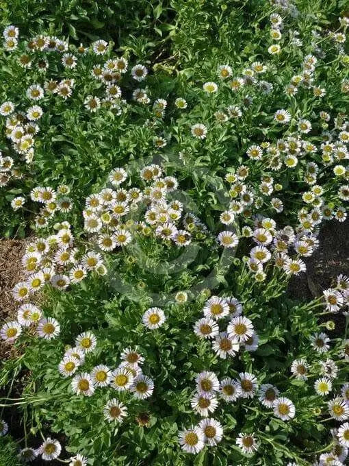 Seaside daisy Seeds (Erigeron glaucus Albus) Perennial flowers, Us Native - Caribbean garden seed
