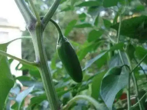 SERRANO PEPPER SEEDS,Capsicum annuum - Caribbean garden seed