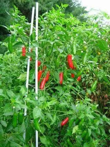 SERRANO PEPPER SEEDS,Capsicum annuum - Caribbean garden seed