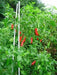 SERRANO PEPPER SEEDS,Capsicum annuum - Caribbean garden seed