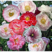 Shirley Poppy  (Papaver Rhoeas)  Annual Wildflower Seed - Caribbean garden seed