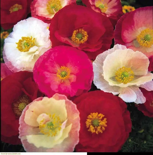 Shirley Poppy  (Papaver Rhoeas)  Annual Wildflower Seed - Caribbean garden seed