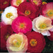 Shirley Poppy  (Papaver Rhoeas)  Annual Wildflower Seed - Caribbean garden seed