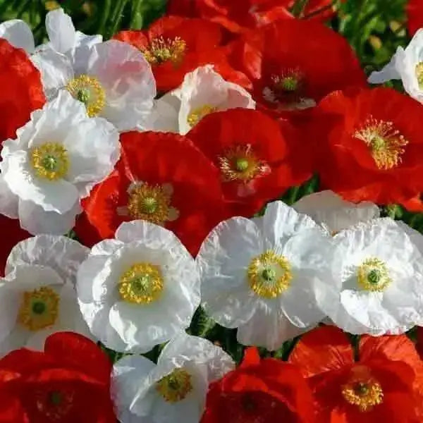 Shirley Poppy  (Papaver Rhoeas)  Annual Wildflower Seed - Caribbean garden seed