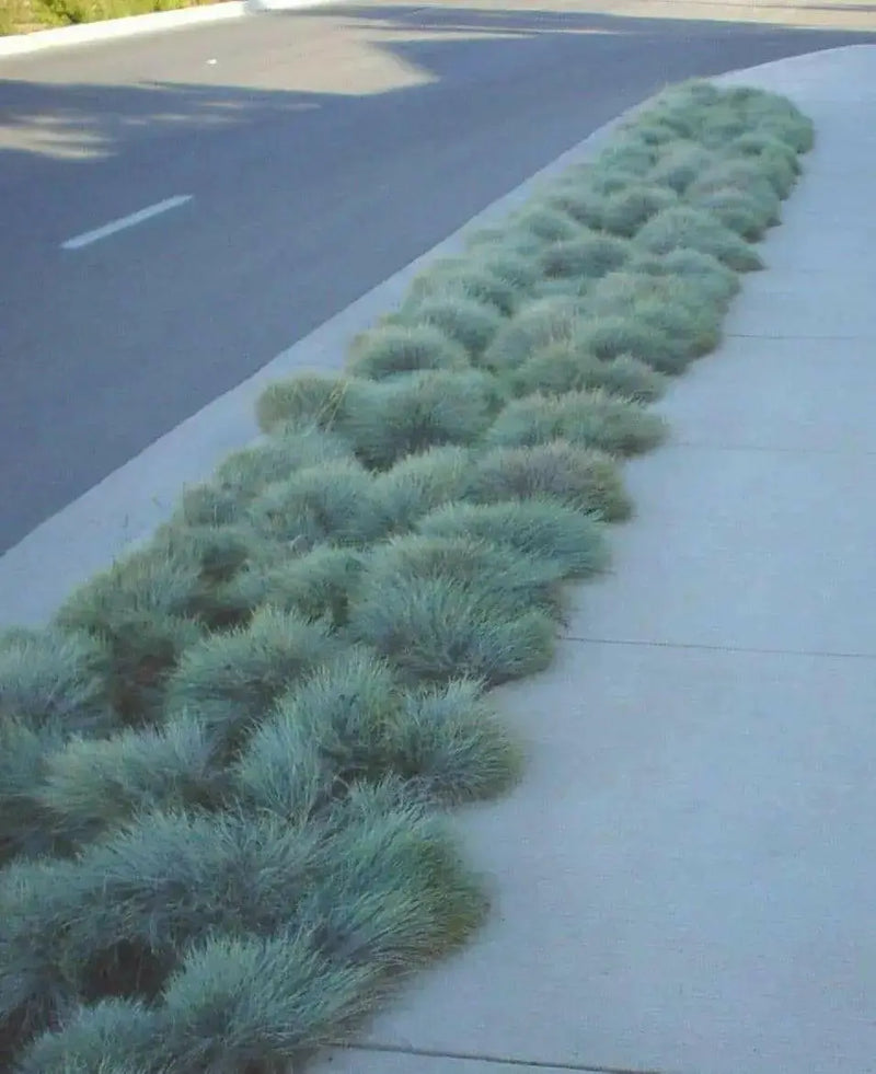 Sheep Fescue,(Festuca ovina) Cool Season Grass Seed , Perennial - Caribbean garden seed