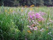 Shortgrass Native Grass - Seed Mix - Caribbean garden seed