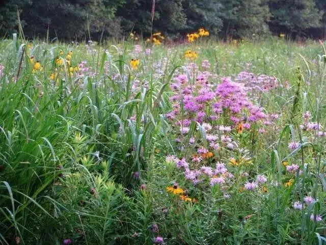 Shortgrass Native Grass - Seed Mix - Caribbean garden seed