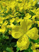 Showy Evening Primrose Seeds ,Winter hardy to zone 4, Perennial Flowers, - Caribbean garden seed