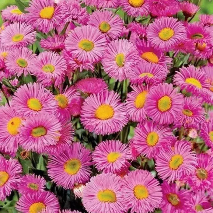 Showy Fleabane Daisy Seeds,(Erigeron Speciosus ) - Caribbean garden seed