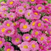 Showy Fleabane Daisy Seeds,(Erigeron Speciosus ) - Caribbean garden seed