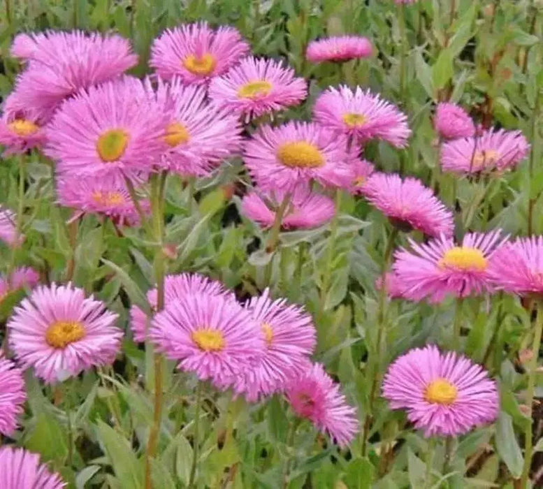 Showy Fleabane Daisy Seeds,(Erigeron Speciosus ) - Caribbean garden seed
