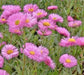 Showy Fleabane Daisy Seeds,(Erigeron Speciosus ) - Caribbean garden seed