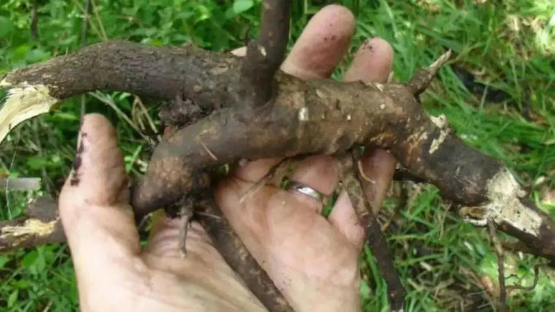 Siberian Ginseng Seeds - Eleutherococcus senticosus - Acanthopanax senticosus - Caribbean garden seed