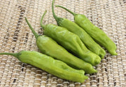 Shishito Live PEPPER Plant-Asian Vegetable - Caribbean garden seed