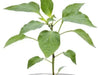 Shishito Live PEPPER Plant-Asian Vegetable - Caribbean garden seed