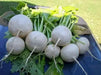 SHOGOIN TURNIP Seeds  Asian Vegetable. - Caribbean garden seed