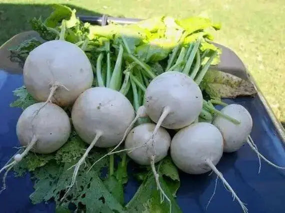 SHOGOIN TURNIP Seeds  Asian Vegetable. - Caribbean garden seed