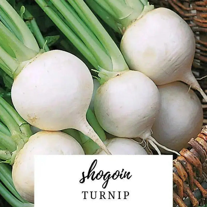 SHOGOIN TURNIP Seeds  Asian Vegetable. - Caribbean garden seed