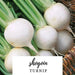 SHOGOIN TURNIP Seeds  Asian Vegetable. - Caribbean garden seed