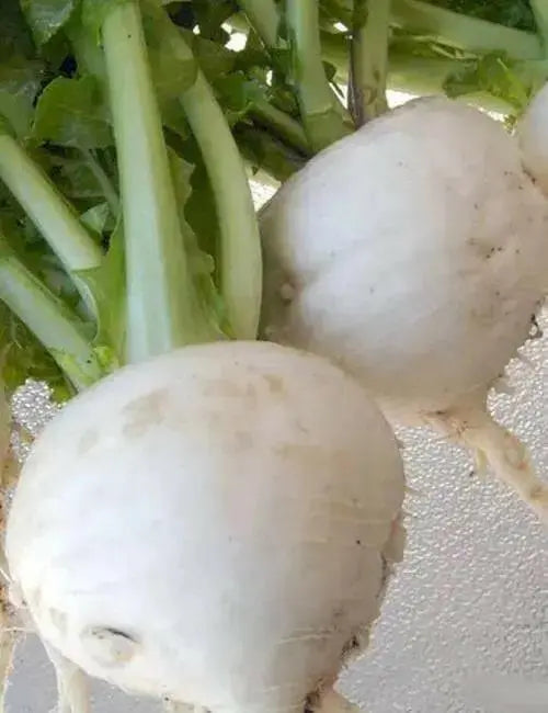 SHOGOIN TURNIP Seeds  Asian Vegetable. - Caribbean garden seed