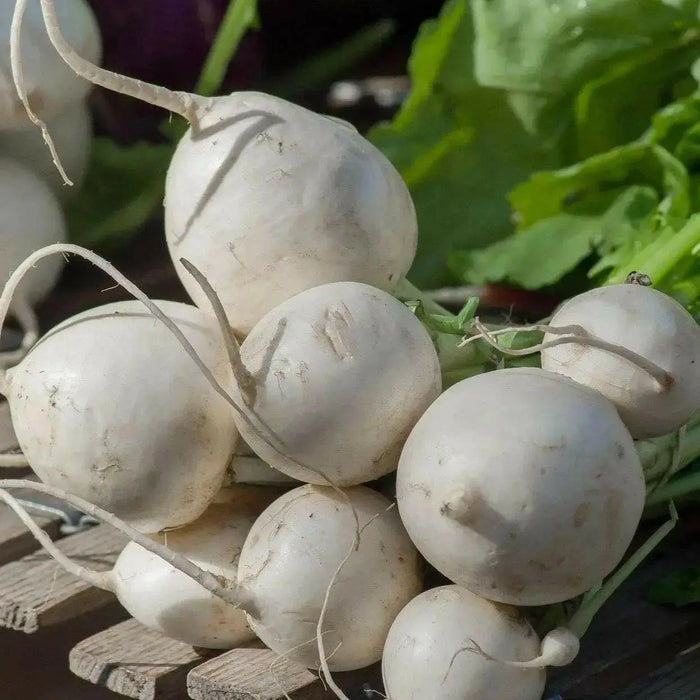 SHOGOIN TURNIP Seeds  Asian Vegetable. - Caribbean garden seed