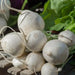 SHOGOIN TURNIP Seeds  Asian Vegetable. - Caribbean garden seed