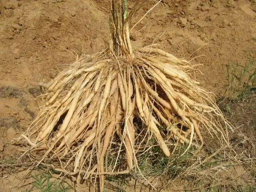 Shatavari Plant Seeds - Asparagus racemosus - Satavar, or Shatamull - Medical Herb ! - Caribbean garden seed
