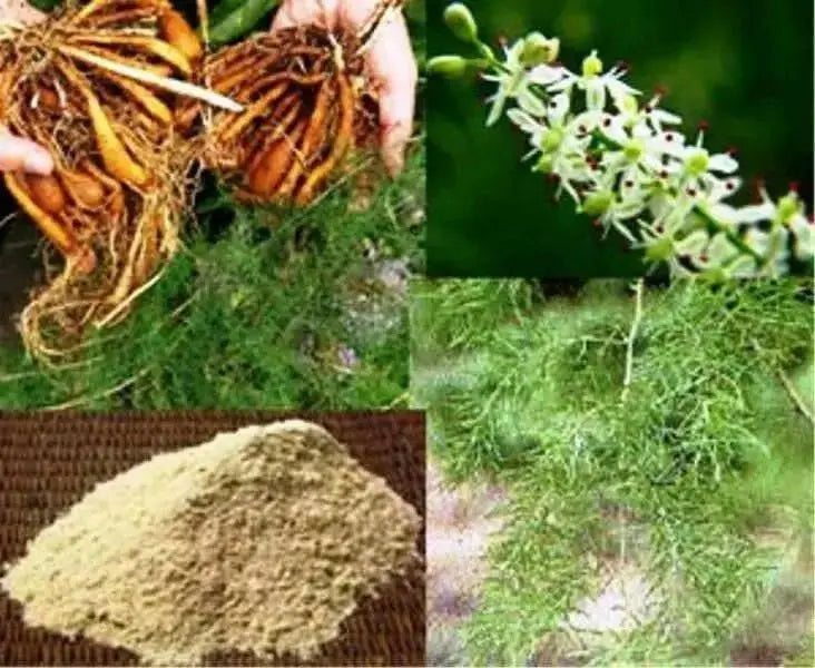 Shatavari Plant Seeds - Asparagus racemosus - Satavar, or Shatamull - Medical Herb ! - Caribbean garden seed