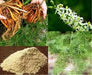 Shatavari Plant Seeds - Asparagus racemosus - Satavar, or Shatamull - Medical Herb ! - Caribbean garden seed