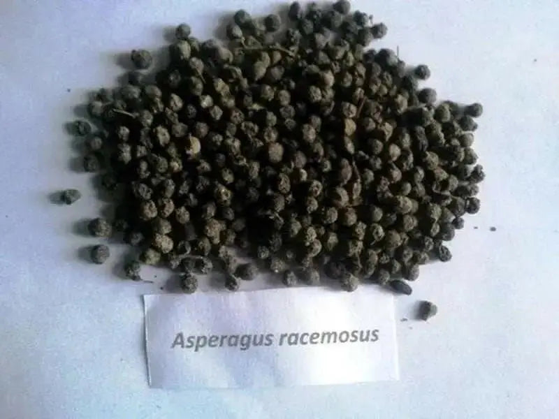 Shatavari Plant Seeds - Asparagus racemosus - Satavar, or Shatamull - Medical Herb ! - Caribbean garden seed